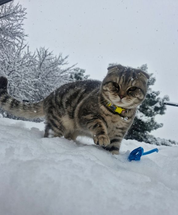 Взяка молодой Самец!