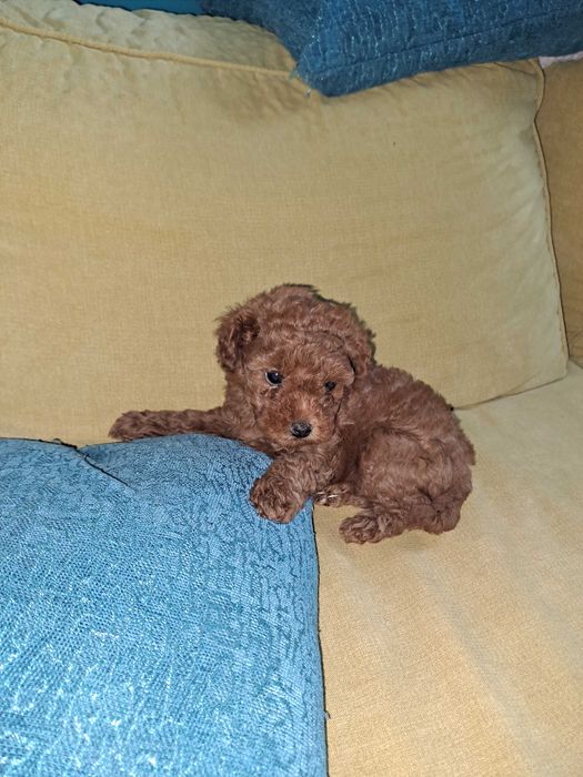 Той-Мини Пудел Ред -Априкот