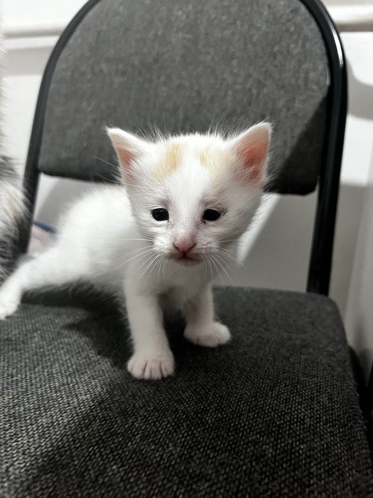 Кошечки отдам в добрые руки