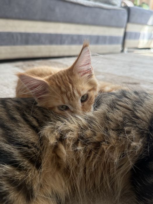 Продам кота Мейн Кун