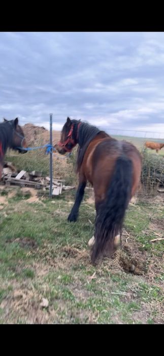 Vand manza de 3 ani gestanta