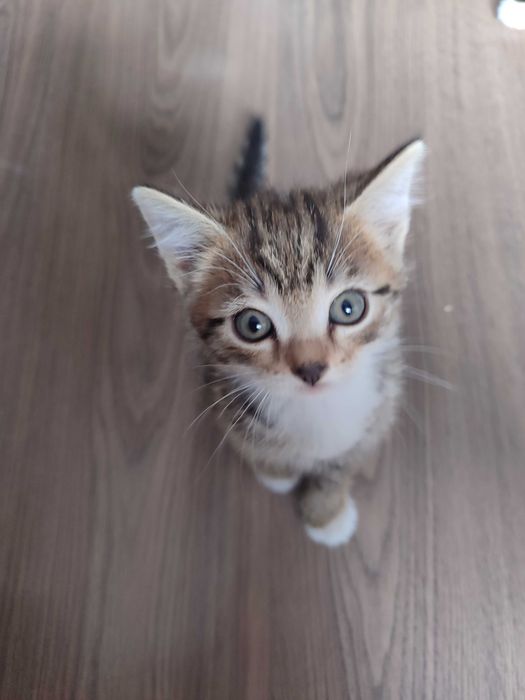 Отдам милых котят
