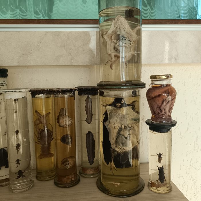 Консервирани Препарирани влечуги животни и в стъкленица