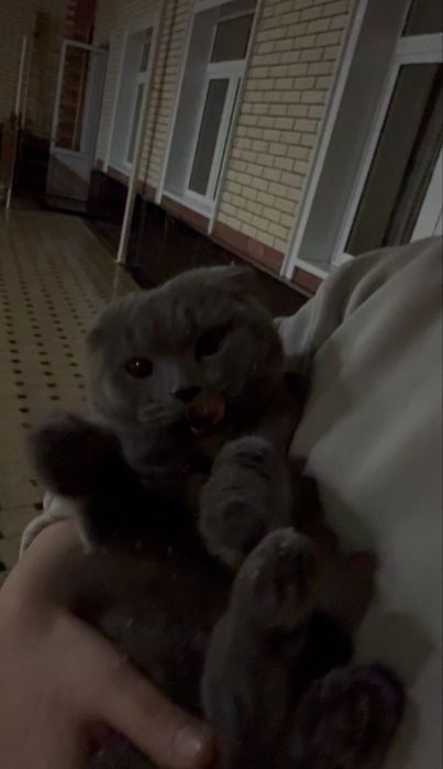 Продается кошка 1год 5 мес ей имья «Маша»