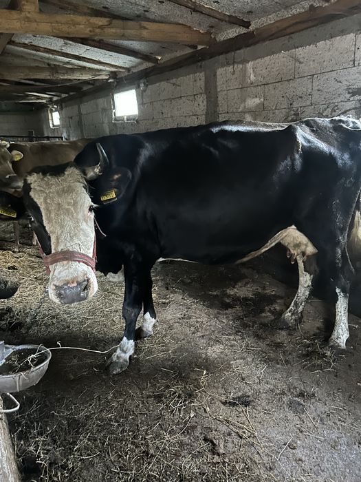 Vaca cu lapte de vanzare