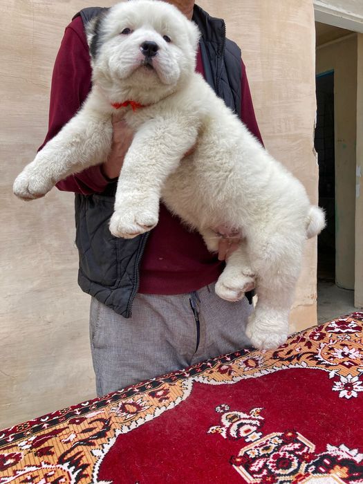 Щенок Алабая ( Супер Гигант )