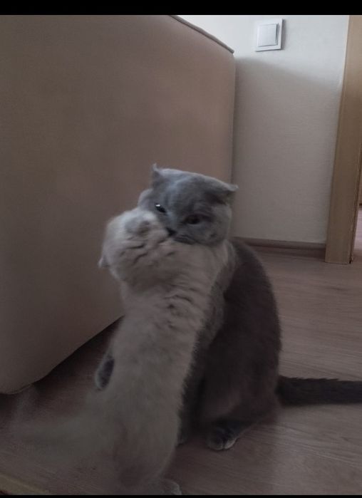 Котенок британка веслоухая