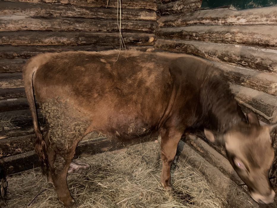 Продам бычков стоит на откорме