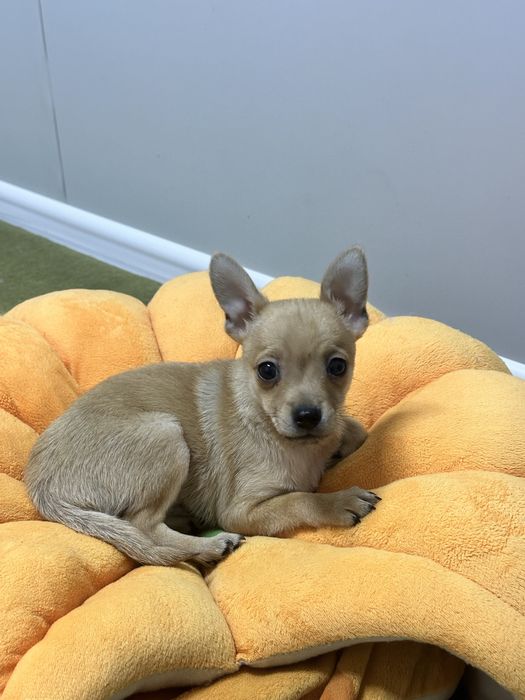 Чихуа-хуа мальчик