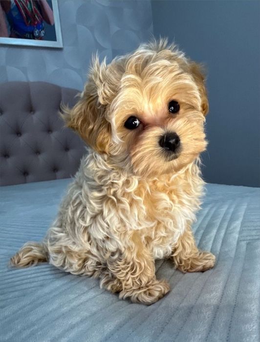 Băiat Maltipoo Apricot
