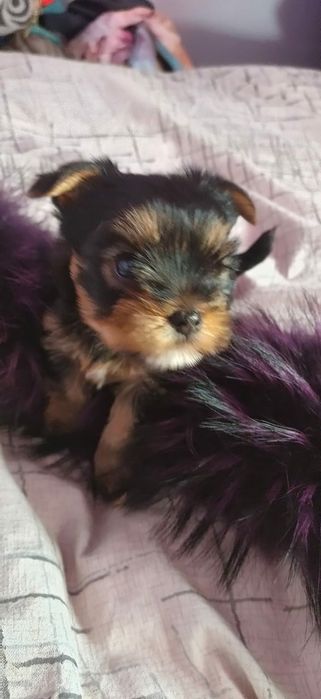 Продам щенков йорка