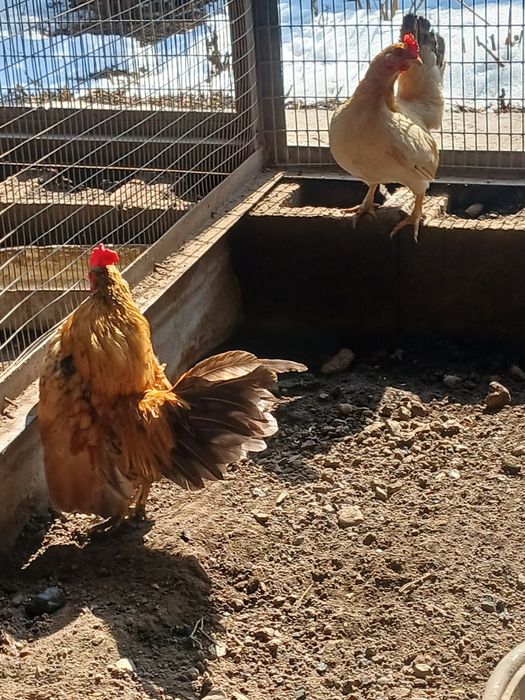 Продам  карликовых кур порода серама