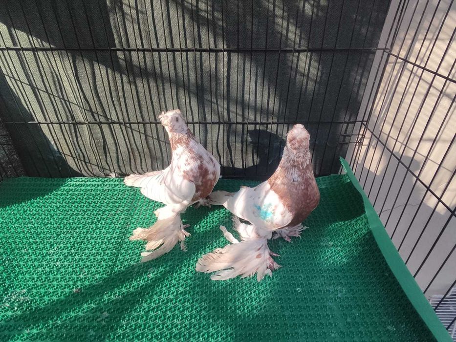 Голуби вакцинированные