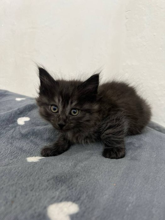 Котята 3 месяца, лоток+, кушают все