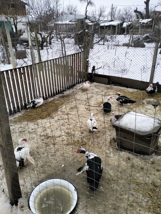 Vînd rațe mute  45 ron