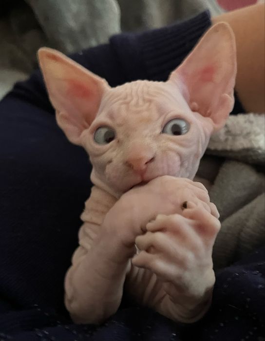 Котята, сфинкс канадский и браш банбино