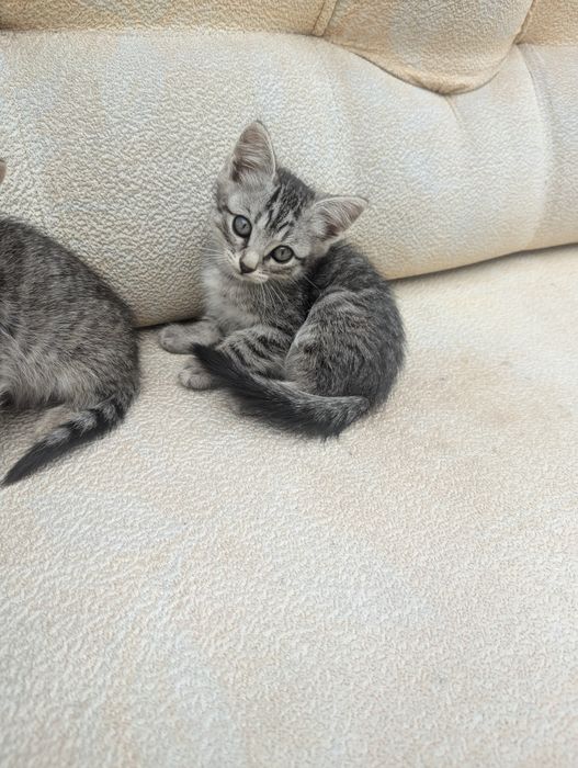 Отдам даром котят