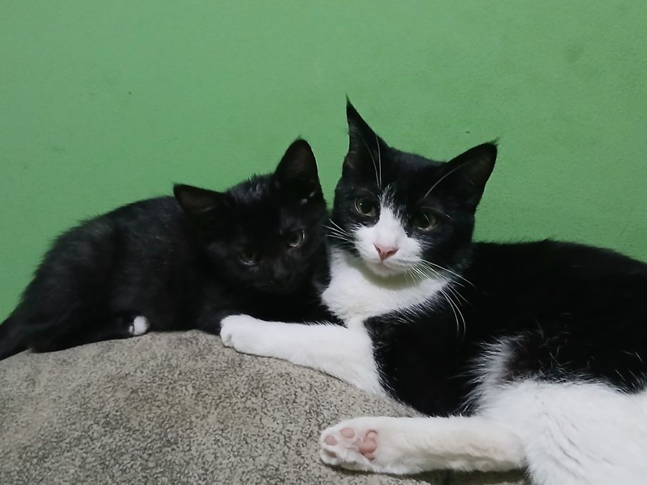 кошки в добрые руки