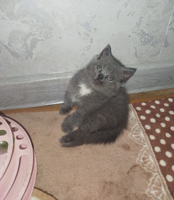 Скотиш фолд ва скоттиш страйт мушукчала