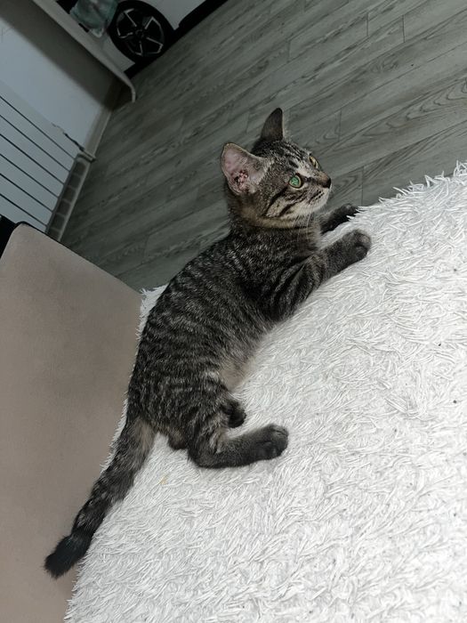 Отдам котенка девочку