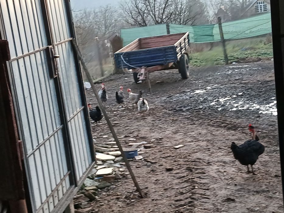 Vând 6 puici și 2 cocoși