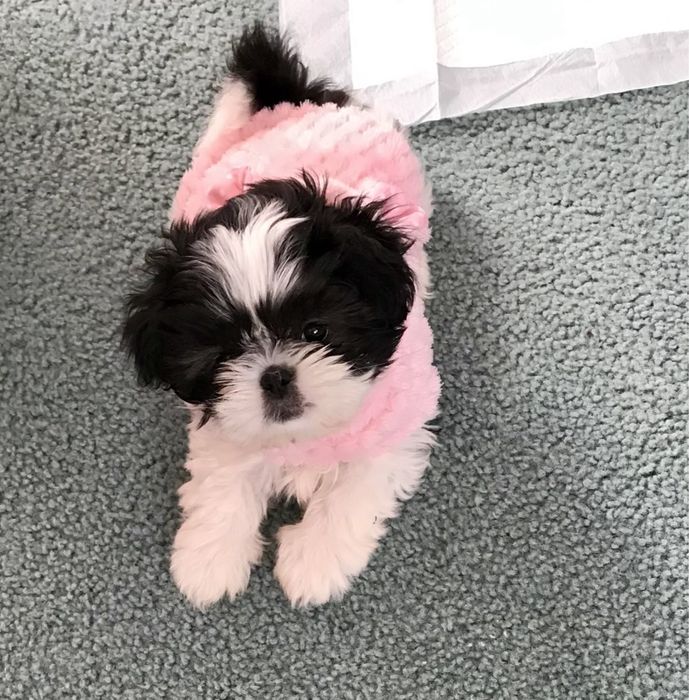 Shih Tzu mascul mini toy cu pedigree tip A