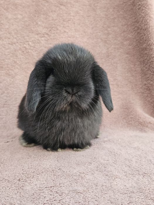 Iepuri  Mini lop - de companie