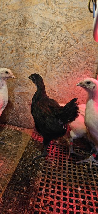 Pui Australorp ,La Bresse , OliveEgger
