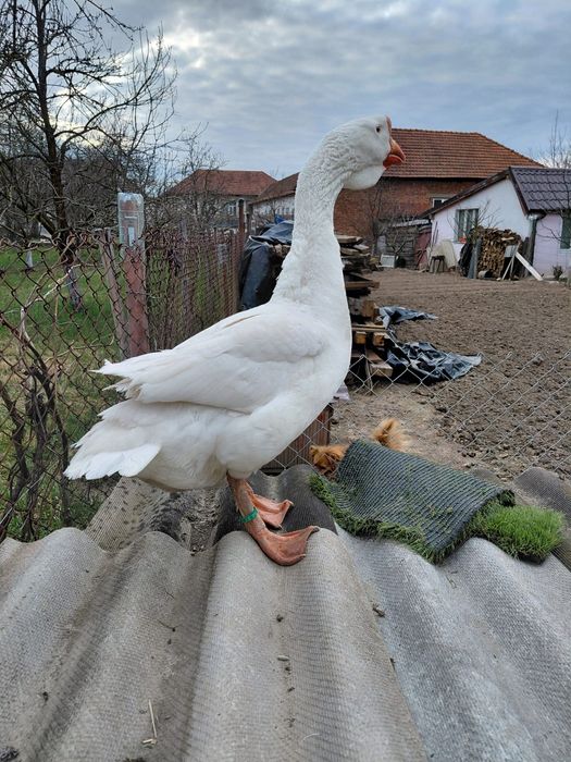 Vând un gâscan holmogor original