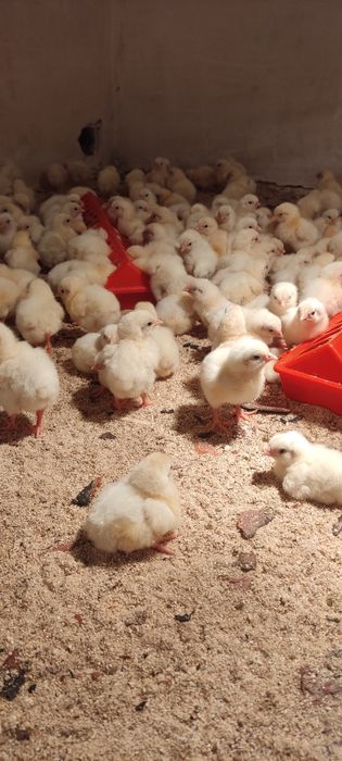 Цыплята бройлера