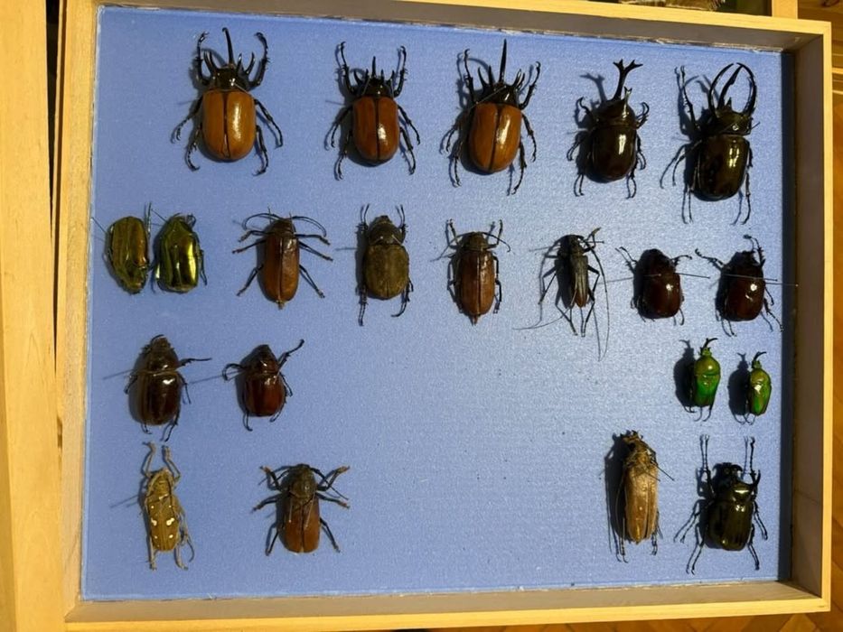 Видове насекоми бръмбари колекция