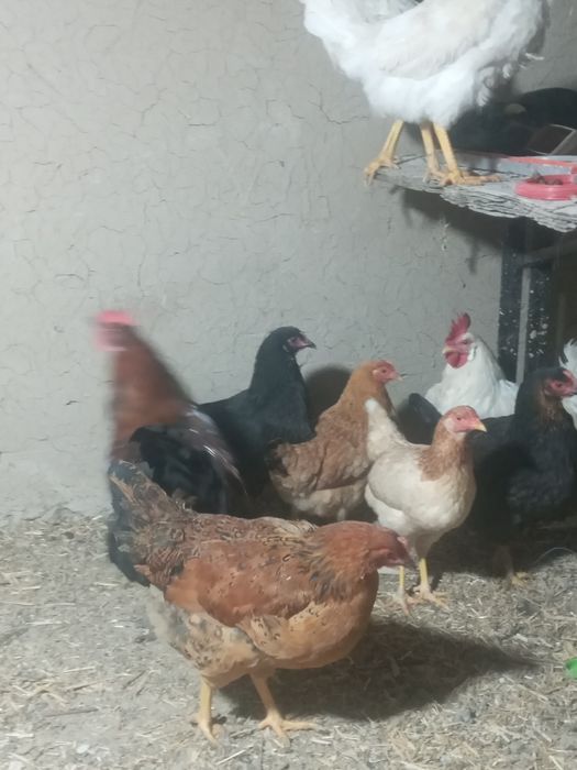 Товуклар ва хурозлар сотилди