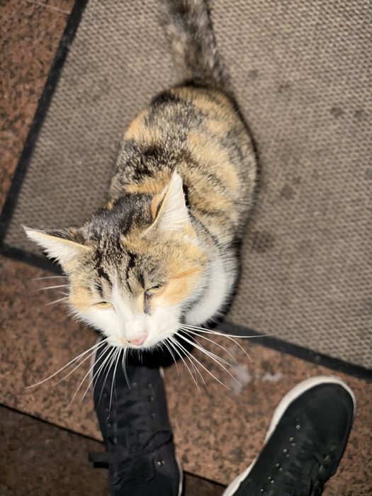 Отдам кошку бесплатно