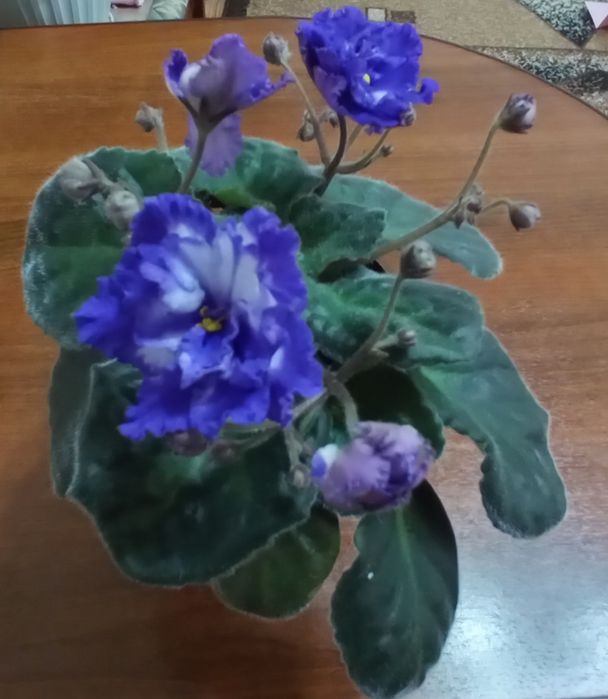 Продам домашние цветы