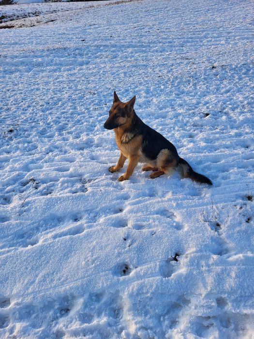 Восточный европейский  овчарка