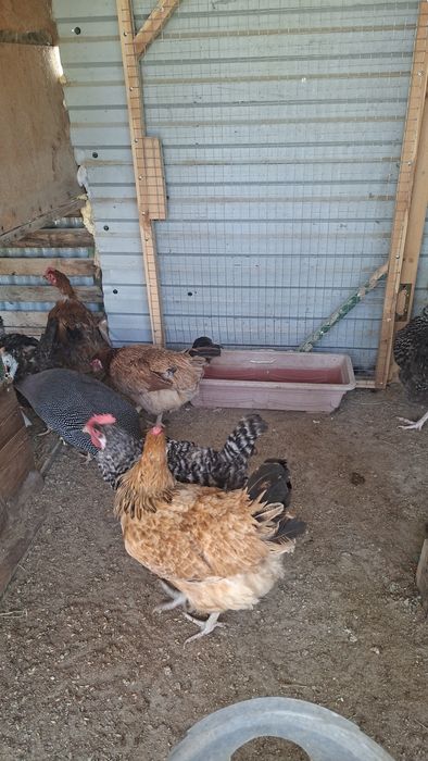Продам кур несушек