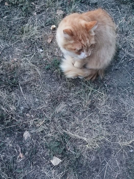Кот взрослый охотник