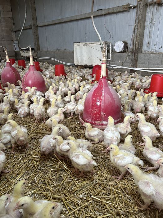 Pui de carne precrescuti