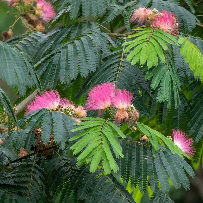 Arbore de Matase / Mimosa / Albizia Julibrissin la ghiveci
