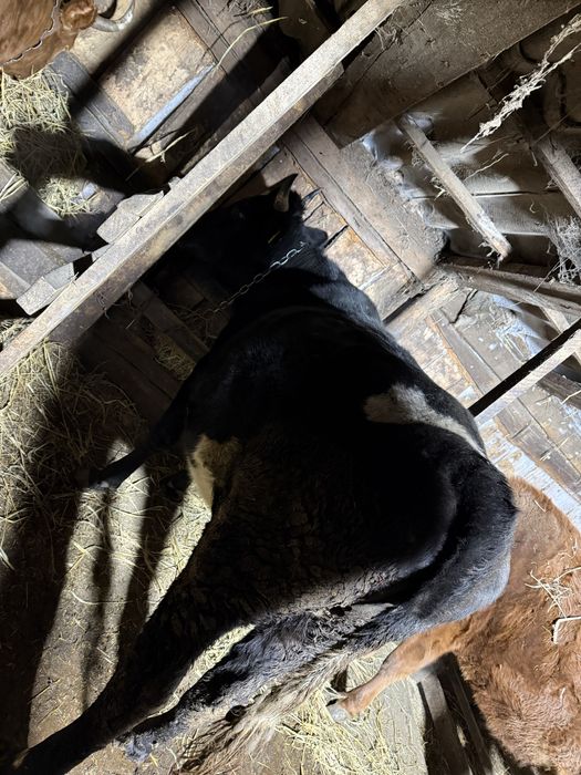 Корова  на мясо или на развод.