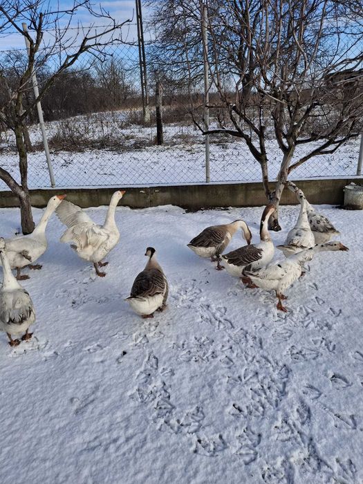 Vând sau schimb  gâscani