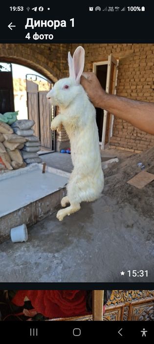 Жуфт қуён  ва  боллари