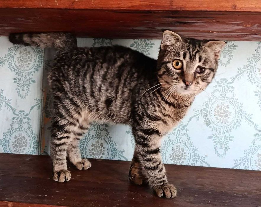 Котята в добрые руки. Смотрите другие объявления автора.