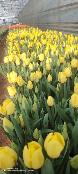 Тюльпаны голландские