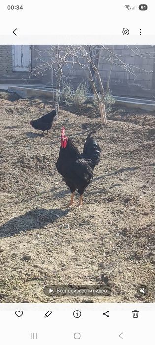 Австаролорп хурози