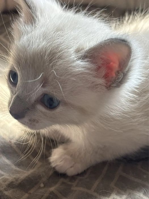 Милые котята два мальчика и девочка 1.5 мес