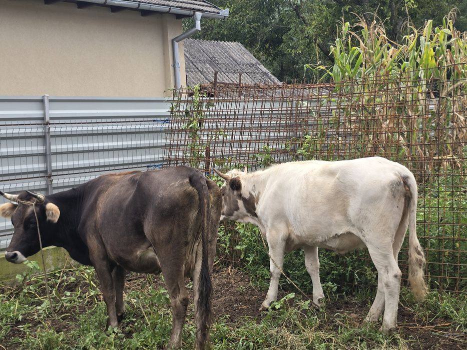 Se vinde vaca +junincă