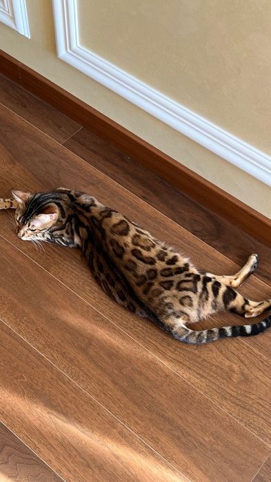 Продам бенгальских кошек