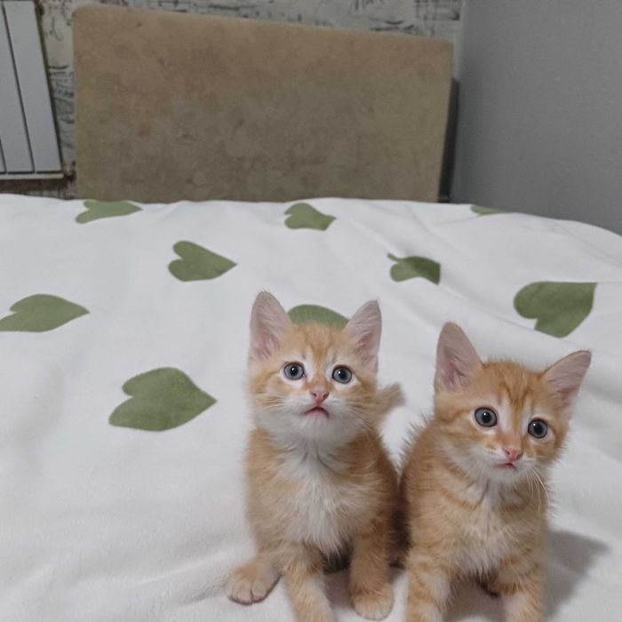 Отдам даром-котят!