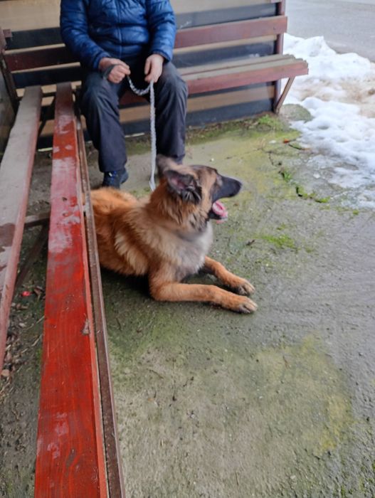 Donez câine rasa malinoa lewandosky